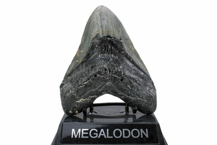 Fossil Megalodon Tooth - North Carolina #376535